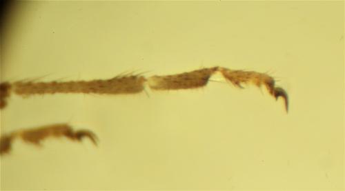 Dicranomyia chorea